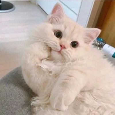 جنت مرزا avatar