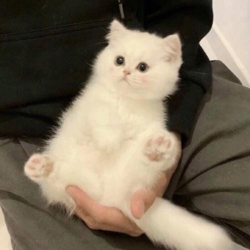 بشریٰ انصاری avatar