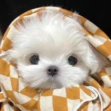 عاطف اسلم avatar